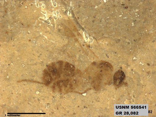 Insecta