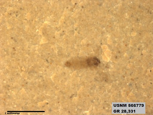 Insecta