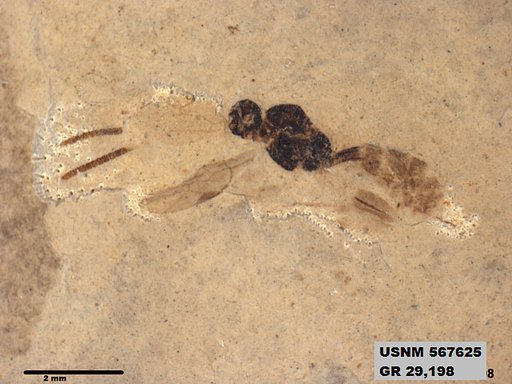 Insecta