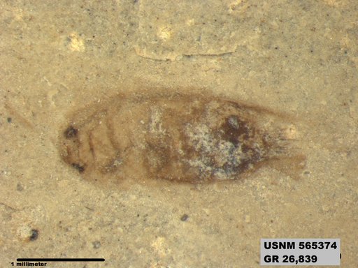 Insecta