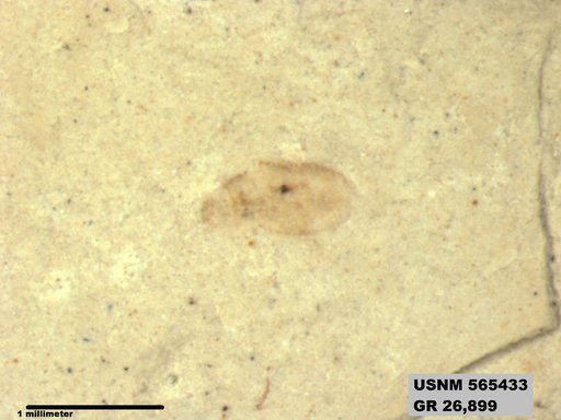 Genus sp