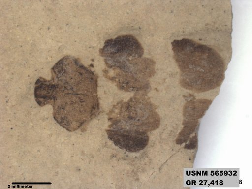 Genus sp