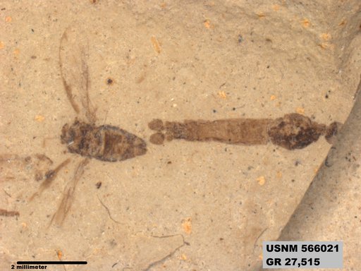 Genus sp
