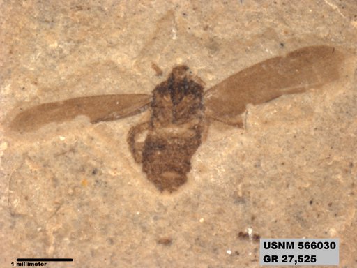 Genus sp