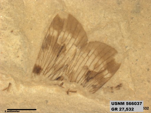 Genus sp