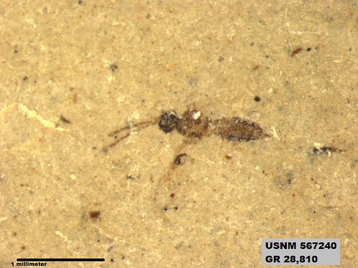 Insecta