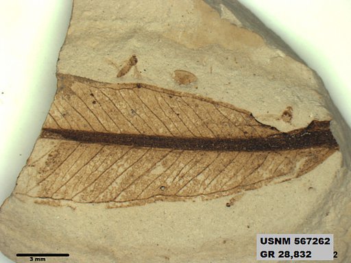 Insecta