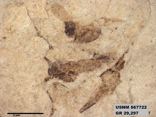 Genus sp
