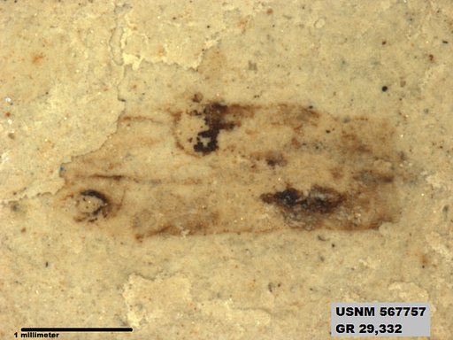 Insecta