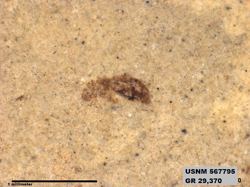 Insecta