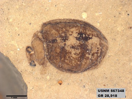 Insecta