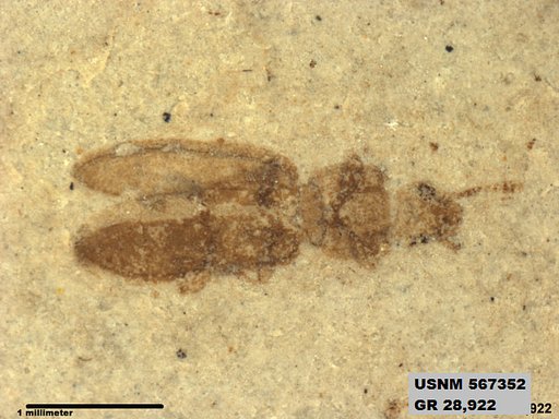 Insecta