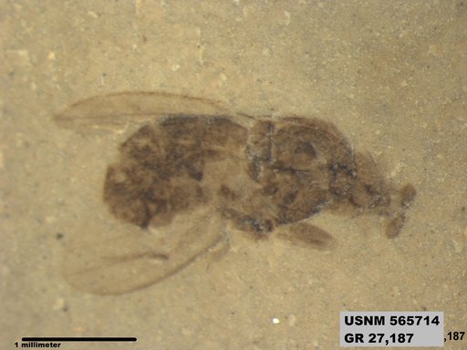 Genus sp