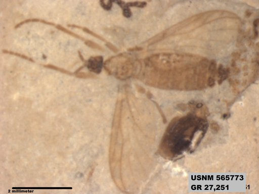 Genus sp
