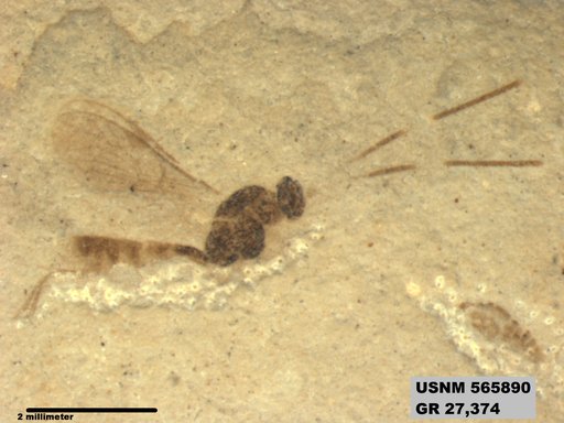 Insecta