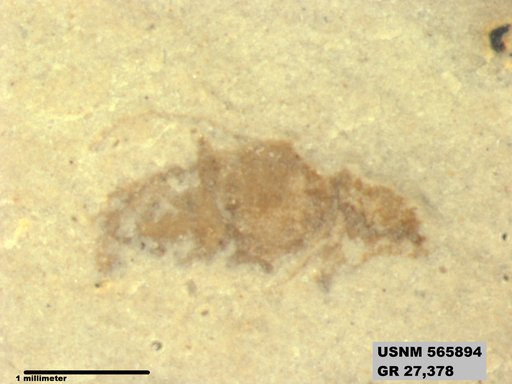 Genus sp