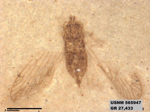 Genus sp