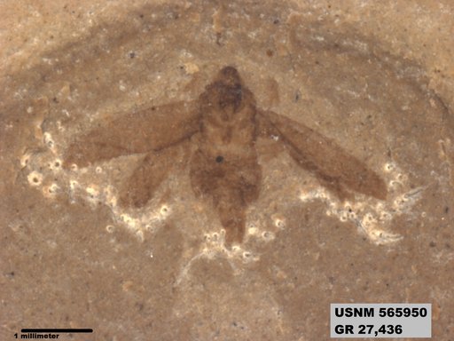 Genus sp