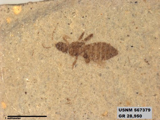 Insecta