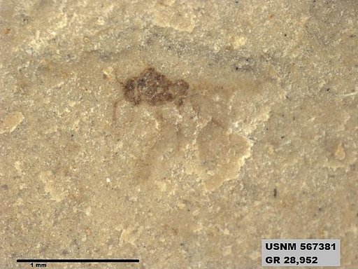 Insecta
