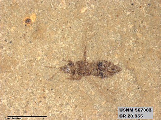 Insecta