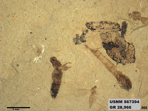 Insecta