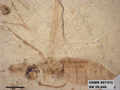 Insecta