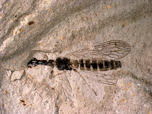 Insecta