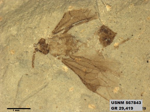 Genus sp