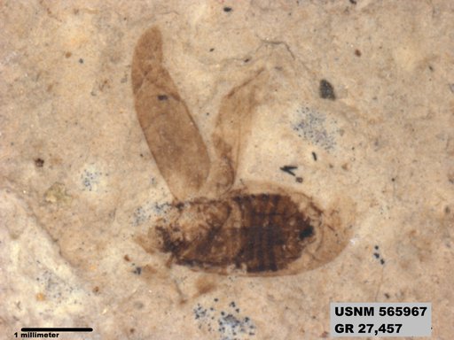 Genus sp