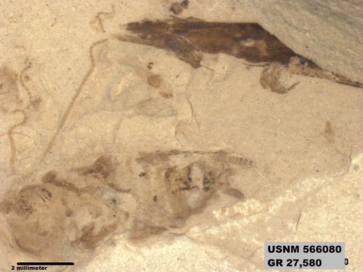 Genus sp