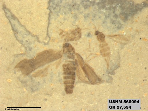 Genus sp