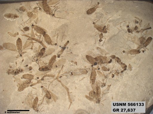 Genus sp