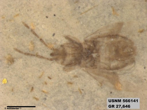 Genus sp
