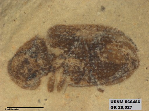 Insecta