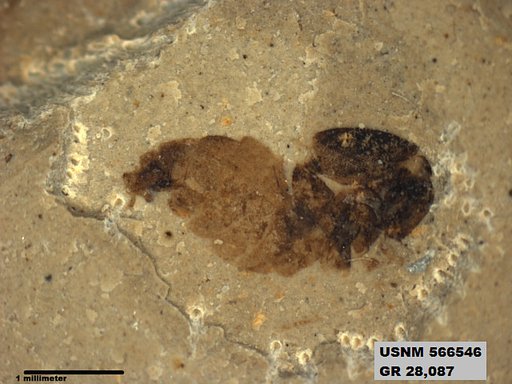 Insecta