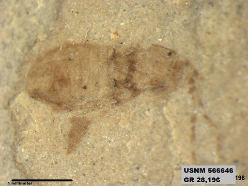 Genus sp