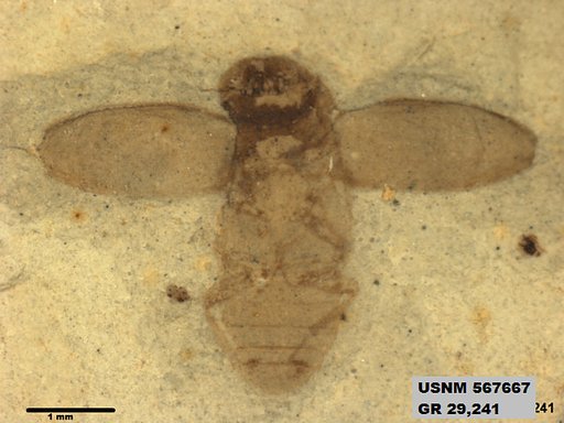 Insecta