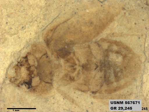 Insecta