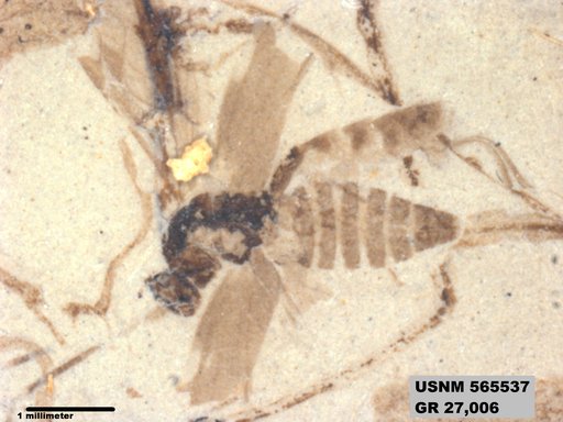 Genus sp