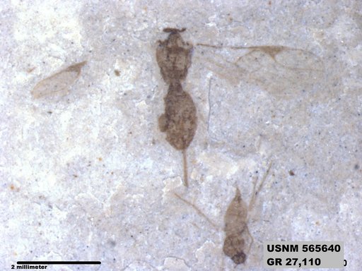 Insecta