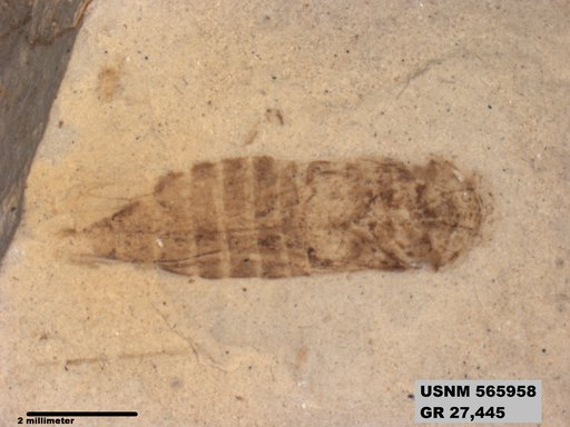 Genus sp