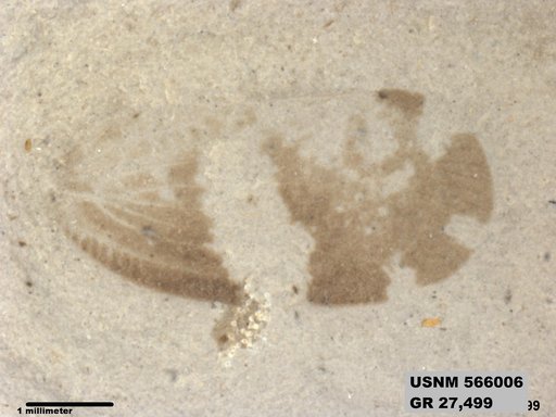 Genus sp