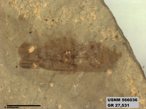 Genus sp
