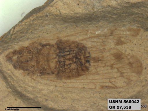 Genus sp