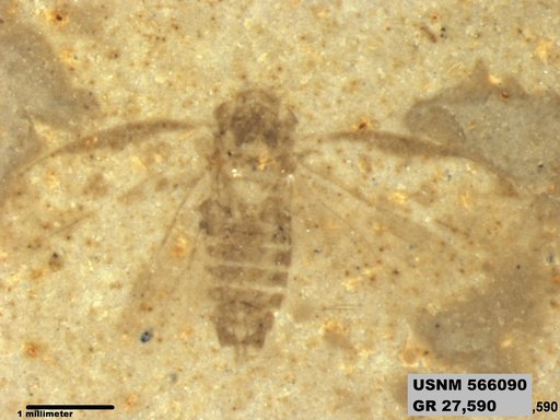 Genus sp