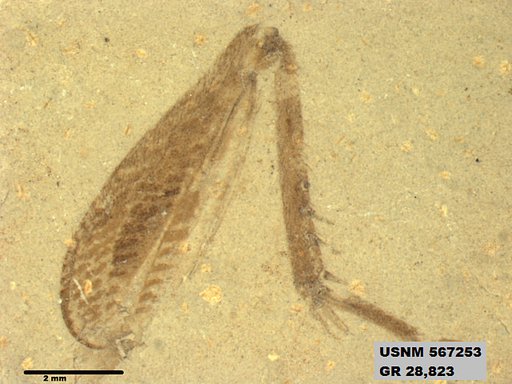 Pronemobius tertiarius