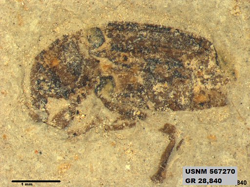 Insecta