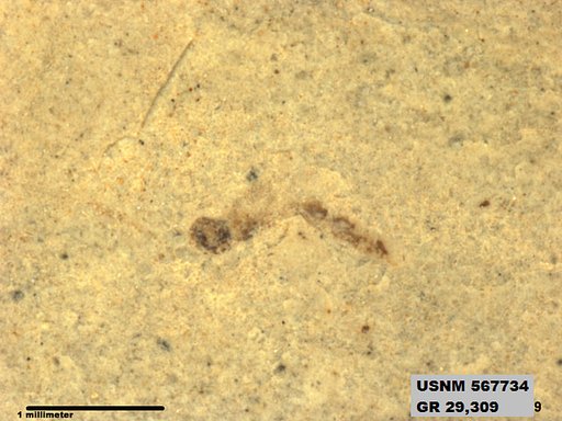 Insecta