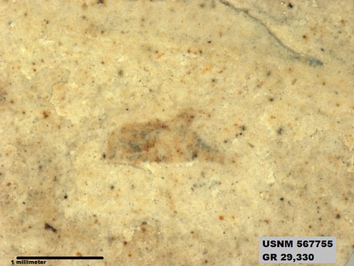 Insecta
